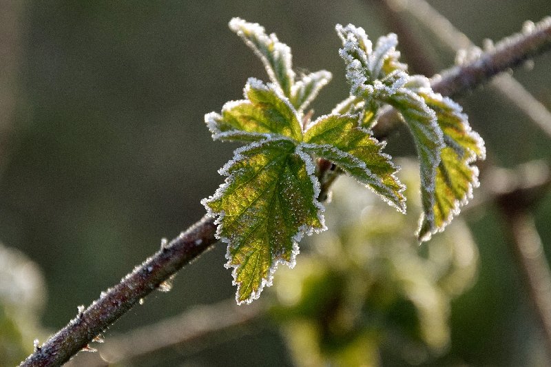 Wczesne sadzenie roślin a wiosenne przymrozki